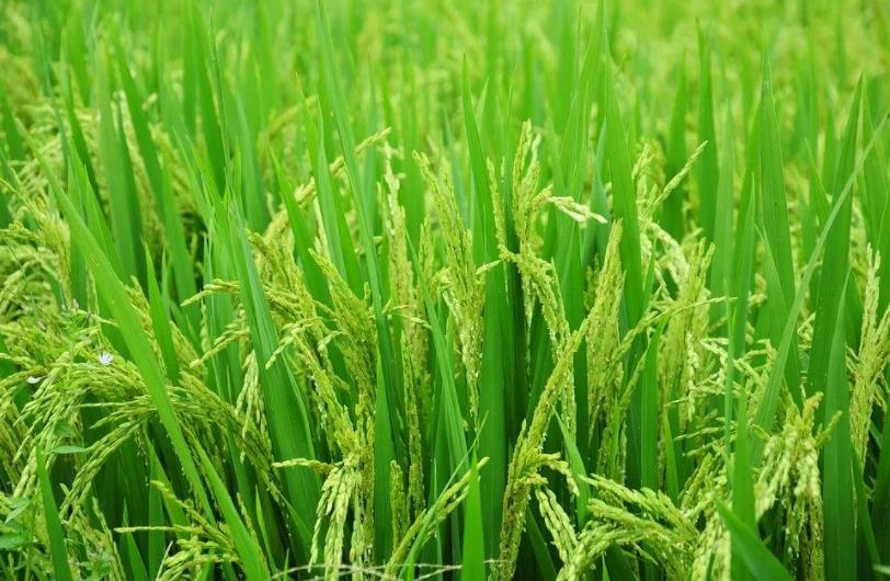 2026世界杯下注平台