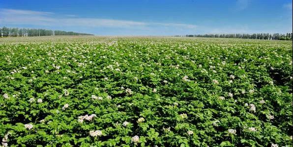 2026世界杯下注平台