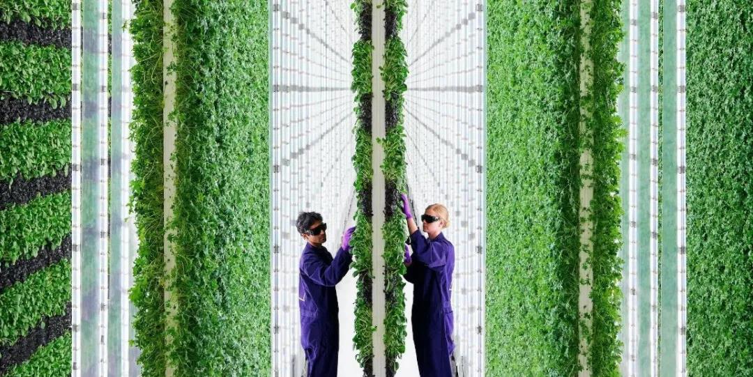 2026世界杯下注平台