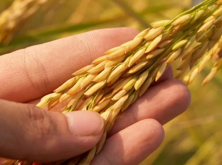 2026世界杯下注平台